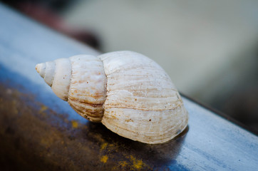 Snail isolated in white