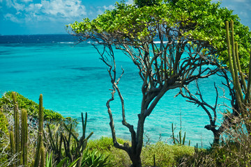 caribbean sea and palms