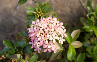 red  flower spike and buds and bloom