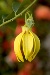 Ylang ylang flower (Cananga odorata)