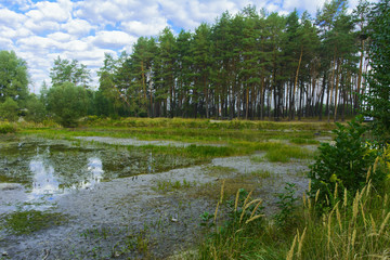 Small dry lake in the woods hot summer