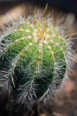 cactus with the macro shot