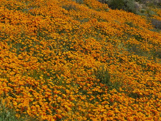 ウォーカーキャニオン　カリフォルニアポピー