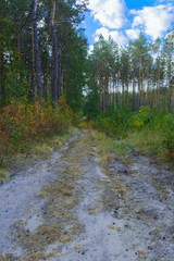 Rolled forest road in autumn forest