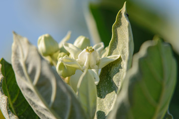 Calotropis giantea or Crown flower white green leaves