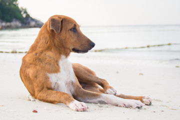 Thai brown dog relaxing on sand beach, Thailand.