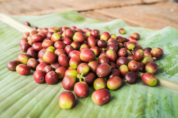 Coffee beans the raw plant material are used to make various coffee beverages and products.