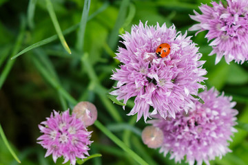 A pretty ladybug on a lavender blossom.