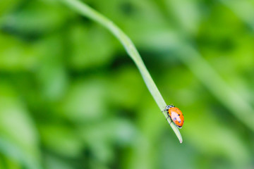 A ladybug climbing on a chive stalk