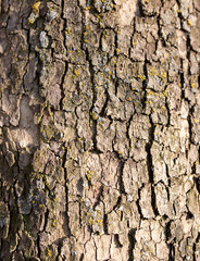 Tree bark poplar on nature