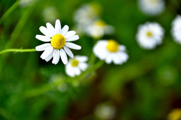 Obraz premium カモミール