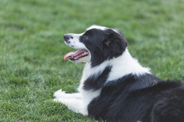 Happy pet dogs playing on Grass in a park.