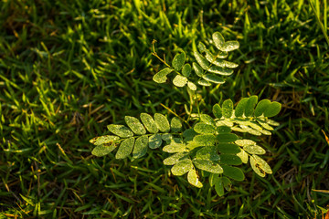 Fototapeta na wymiar Dew on leafs