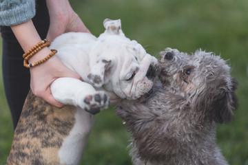 Happy pet dogs playing on Grass in a park.