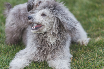 Happy pet dogs playing on Grass in a park.