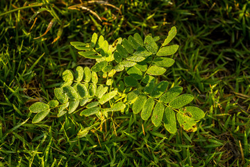 Dew on leafs