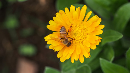 Honey bee on pot marigold. Calendula officinalis. Macro closeup.
