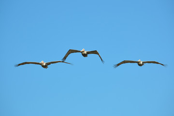 Pelicans flying over beach in Carlsbad, California, USA