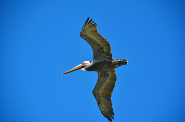 Pelicans flying over beach in Carlsbad, California, USA