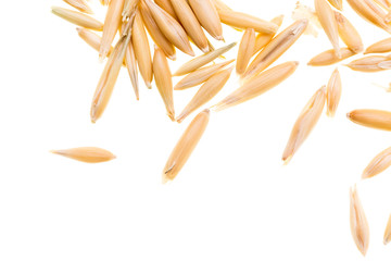Corn oats on a white background