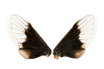 Wings of insect © enterphoto