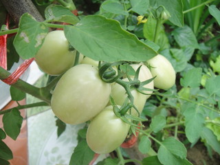 Vegetables, eggplant