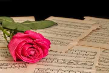Red rose flower and music notes sheet.