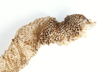 Snake slough put on white background represent the animal and texture surface background concept related idea.
