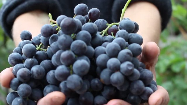 Vintner Gives A Fresh Crop Of Grapes