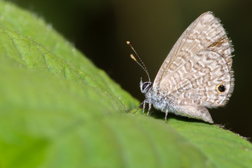 Fototapeta na wymiar Tail less line blue butterfly perched on a green leaf