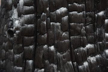 Nahaufnahme eines verkohlten Baumstamms nach einem Waldbrand