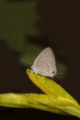 Forget Me Not Butterfly perched on a leaf