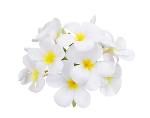 Cercles muraux Frangipanier white frangipani (plumeria) flower isolated on white background