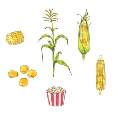 Corn hand drawn vector set  art illustration