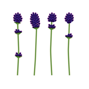 Vector isolated lavender flower set.