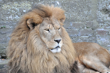 The face portrait of a calm lion. The most dangerous and mighty predator of the world. 