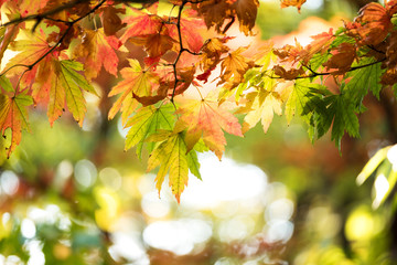 beautiful golden leaves in public park