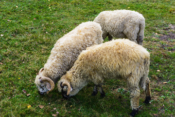Sheep - this is a domesticated form of wild mountain sheep