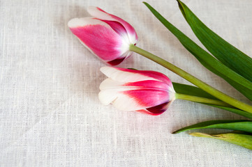 Red and white tulips on white linen fabric