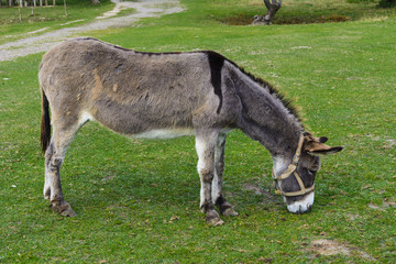 Naklejka na ściany i meble Donkey - plain, unassuming and very stubborn animals.