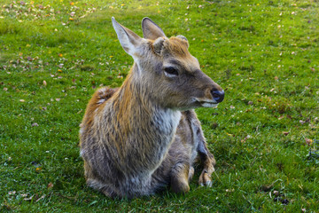 Deer - large animals with an elegant body and slender, shapely legs