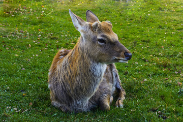 Deer - large animals with an elegant body and slender, shapely legs