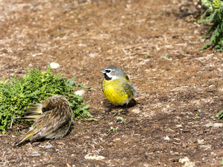 male Carduelis barbata, Black sinned siskin, Carcass Island, Falkland-Malvinas
