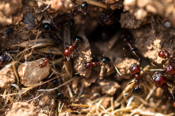 brown ants in their nest on the ground