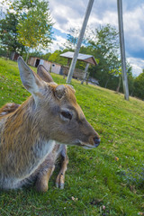 Deer - large animals with an elegant body and slender, shapely legs