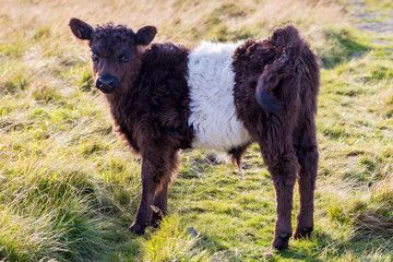 Obraz premium A curious calf on the Cleveland Way between Clay Bank and Wainstones, North York Moors, near Stokesley, North Yorkshire, UK