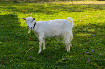 Obraz premium Goat is the oldest pet. Suppliers of valuable raw materials - fluff, hair, skin, milk products