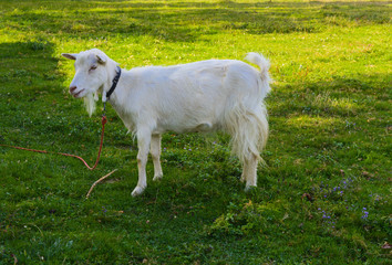 Fototapeta premium Goat is the oldest pet. Suppliers of valuable raw materials - fluff, hair, skin, milk products