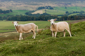 Two sheep in the North York Moors near Westerdale, North Yorkshire, UK