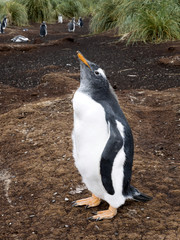 Gentoo penguin, Pygoscelis Papua, on the island nesting Carcas, Falkland